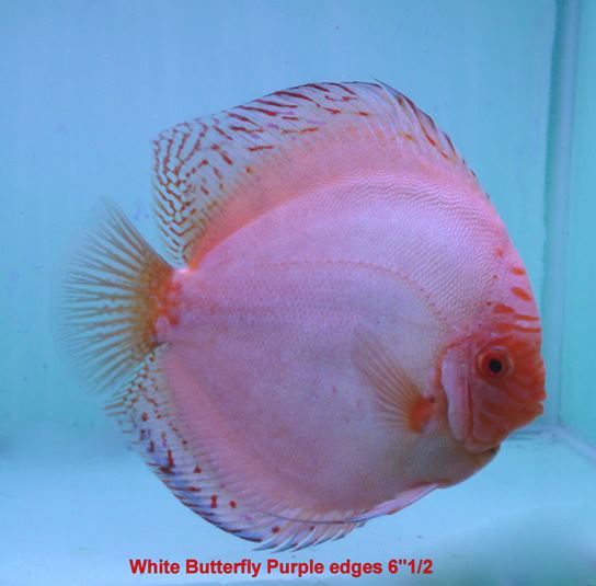 RVS Fishworld Inc.
