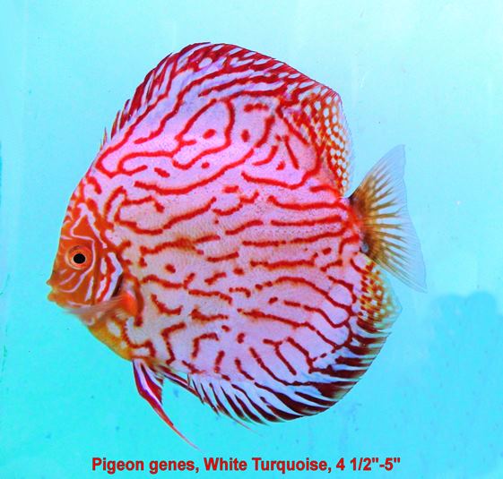 RVS Fishworld Inc.