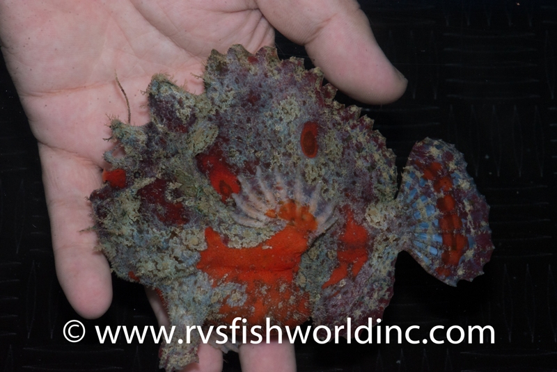 RVS Fishworld Inc.